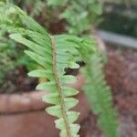 Nephrolepis cordifolia 葉