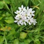 Allium massaessylum Fula