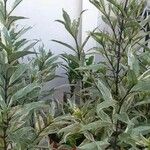 Justicia gendarussa Лист