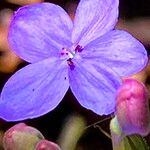 Pseuderanthemum variabile Fleur