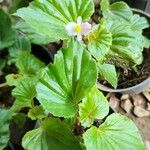 Begonia hirtella Habitus