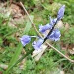 Brimeura amethystina Fula