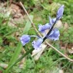 Brimeura amethystina Bloem