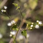 Fleischmannia incarnata Çiçek