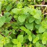 Mentha suaveolensLapas