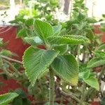 Plectranthus amboinicusLeaf