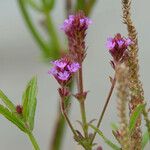 Verbena litoralis Flower