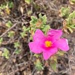 Cistus crispusBlomma