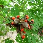 Abrus precatorius Fruit