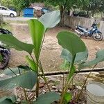 Calathea lutea Celota
