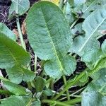 Rumex pulcher Likasa