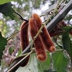 Mucuna pruriens Fruit