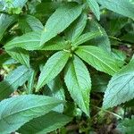 Mercurialis perennis Blad