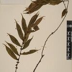 Eurya cerasifolia 其他