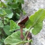 Aristolochia pistolochia Flower