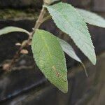 Buddleja globosa पत्ता