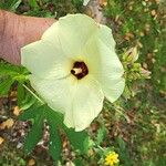 Abelmoschus manihot Λουλούδι
