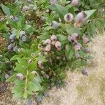 Myrtus communisPlod