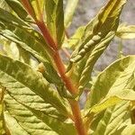 Lysimachia thyrsiflora Leaf