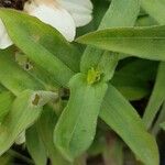 Zinnia angustifolia Blatt