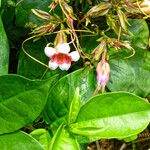 Strophanthus sarmentosus Habit