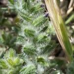 Echium arenarium Çiçek