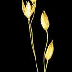 Panicum laetum Blüte