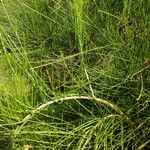 Ephedra foeminea 樹皮