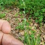 Carex leersii Flor