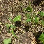 Ipomoea lacunosa Fuelha