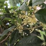 Osmanthus fragransFlower