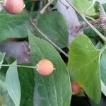 Celtis occidentalis Фрукт