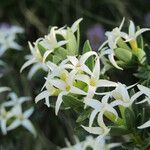 Daphne oleoides Flor