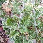 Lavandula multifida Leaf