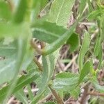Grindelia squarrosa 葉