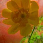 Ranunculus californicus Floare