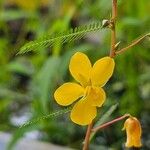 Chamaecrista mimosoidesFlower