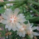 Rhipsalis neves-armondii Fula