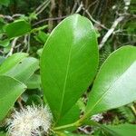 Psidium guineense List