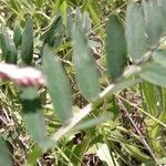 Vicia villosa Blad