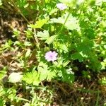 Geranium pusillumFiore