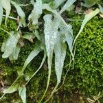 Asplenium rhizophyllum Folha