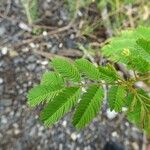 Desmanthus virgatus Leaf