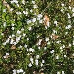 Veronica repens Flower