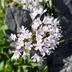 Valeriana montana Flor