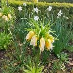 Fritillaria imperialis Цвят