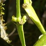 Korthalsella japonica Fruit