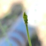 Papaver armeniacum Frucht