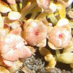 Elatine macropoda 花