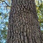 Quercus stellata Bark